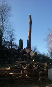 Allwood Tree Care
