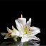 Saying Goodbye to a Loved One – Keohane Cork Funeral Home