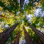 Scanlon Tree Services