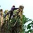 Cosgrove Tree Services