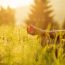 Choosing a Counsellor in Wicklow: The Healers' Dance